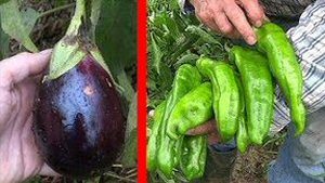 03 Pimientos y berenjenas.jpg