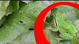 04 Lechugas y escarolas.jpg