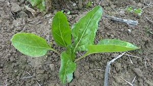 07 Borrajas y acelgas.jpg