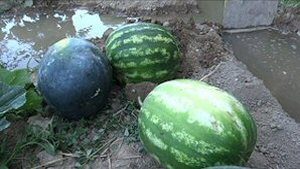 13 Sandias y melones.jpg