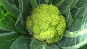 14 Otros productos.jpg