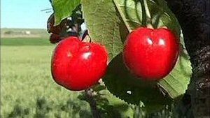 15 Arboles frutalesjpg