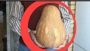 19 Semillas calabaza.jpg